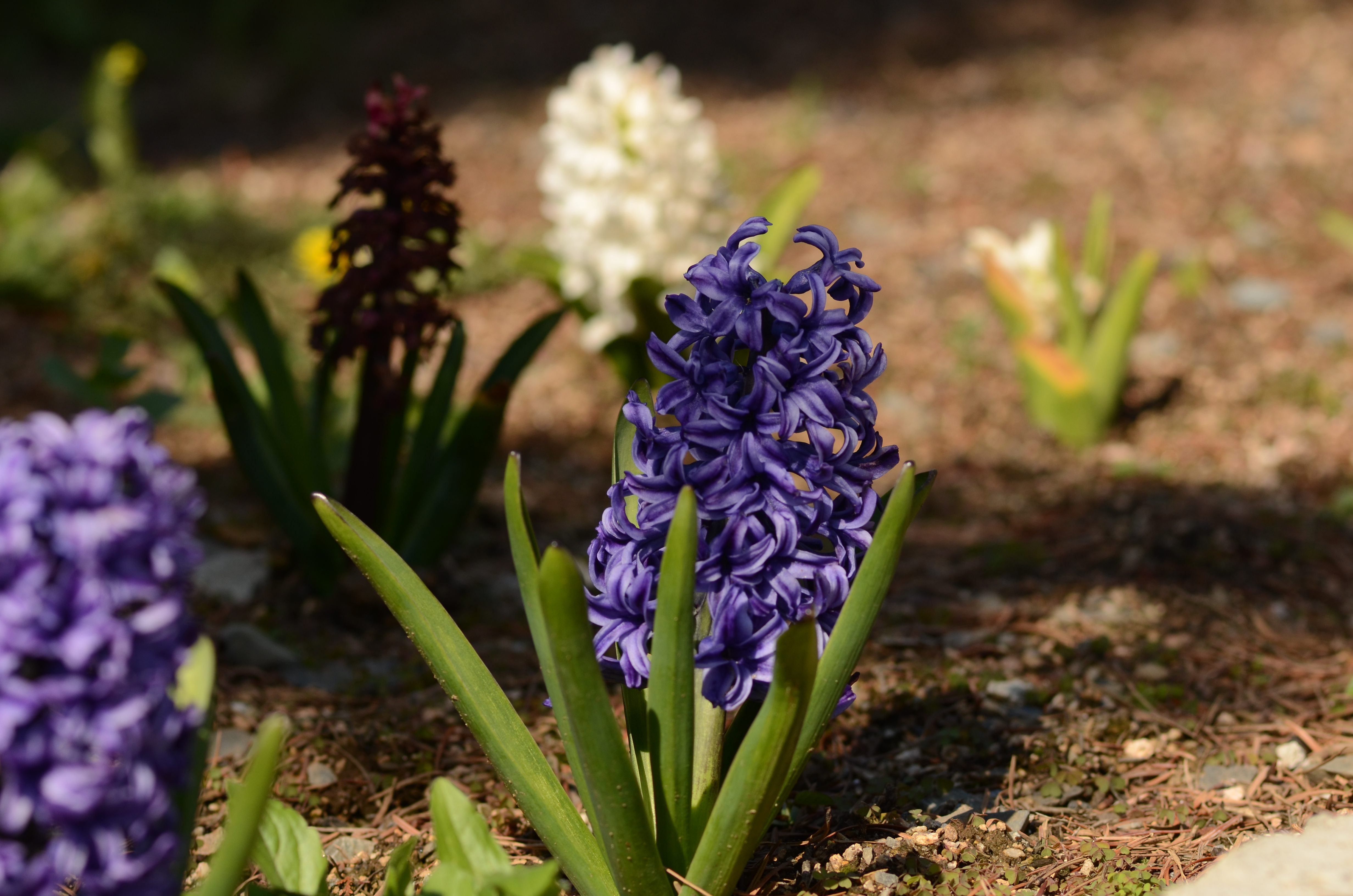 만개한 튤립사이 미동산수목원 이미지5