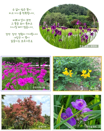 6월의 미동산, 그리고 식물들의 이야기 이미지4