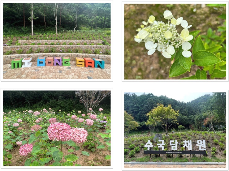 수국담채원 이미지3