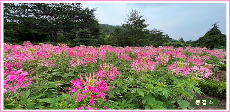 수국담채원 이미지4