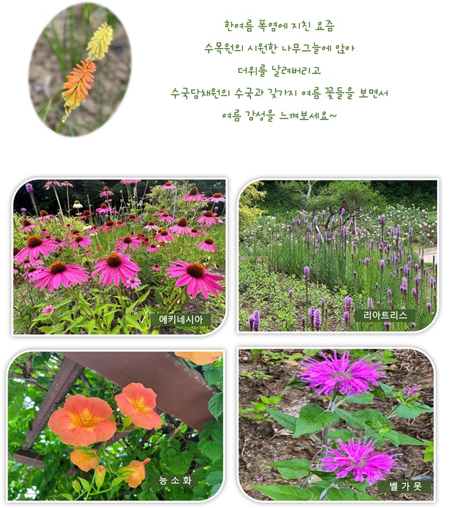 수국담채원 이미지5