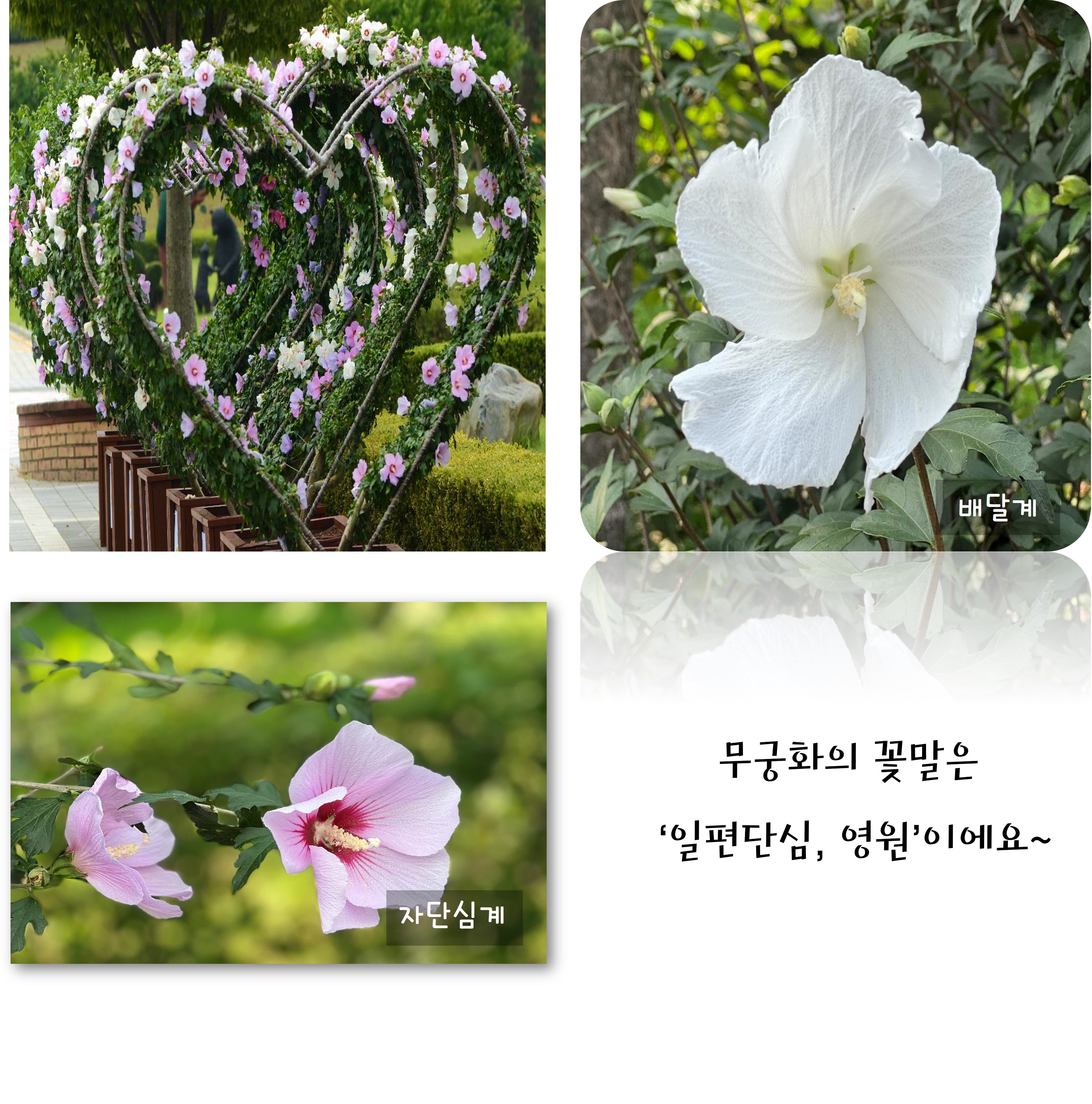 미동산 수목원에 무궁화꽃이 피었습니다~ 이미지3