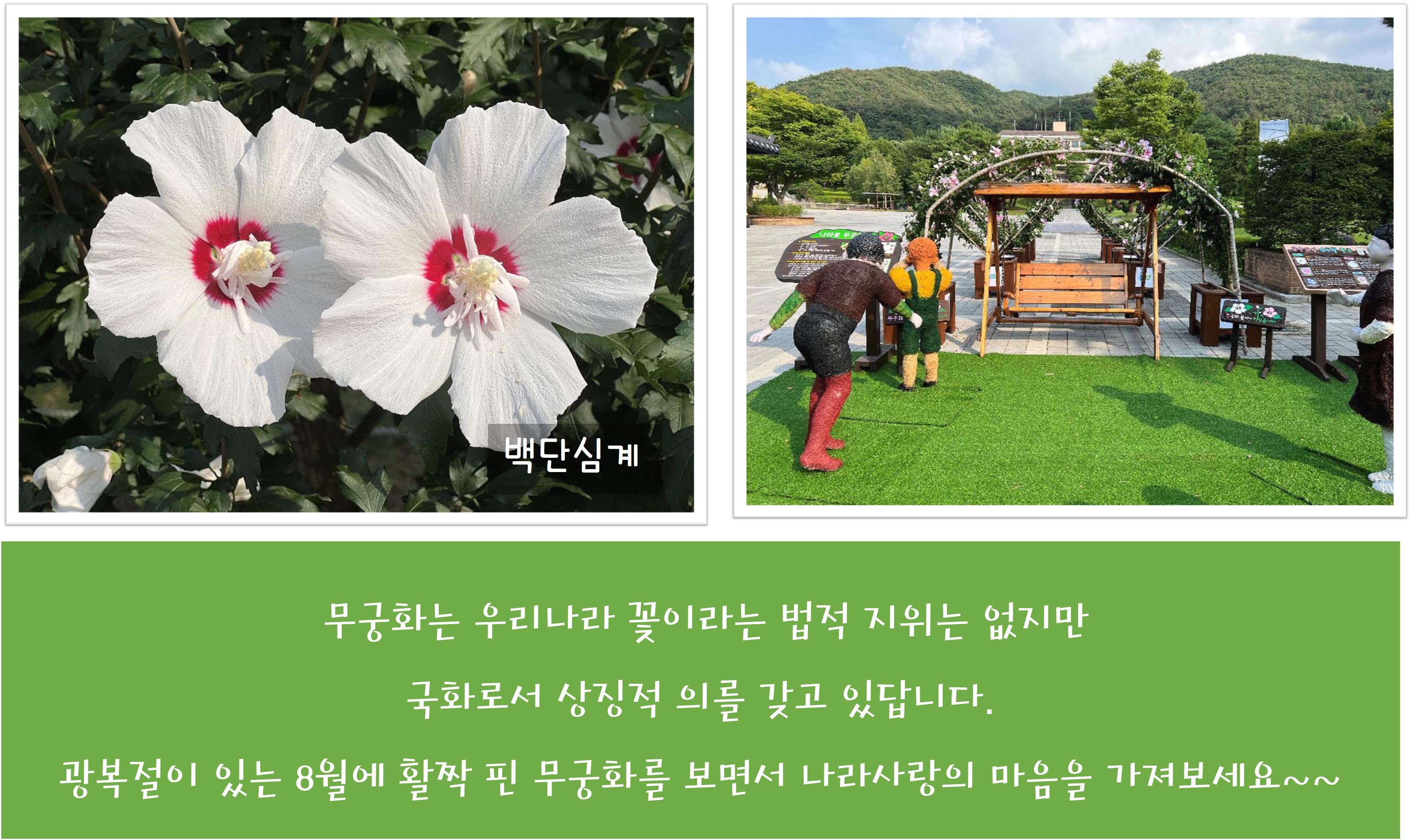 미동산 수목원에 무궁화꽃이 피었습니다~ 이미지4