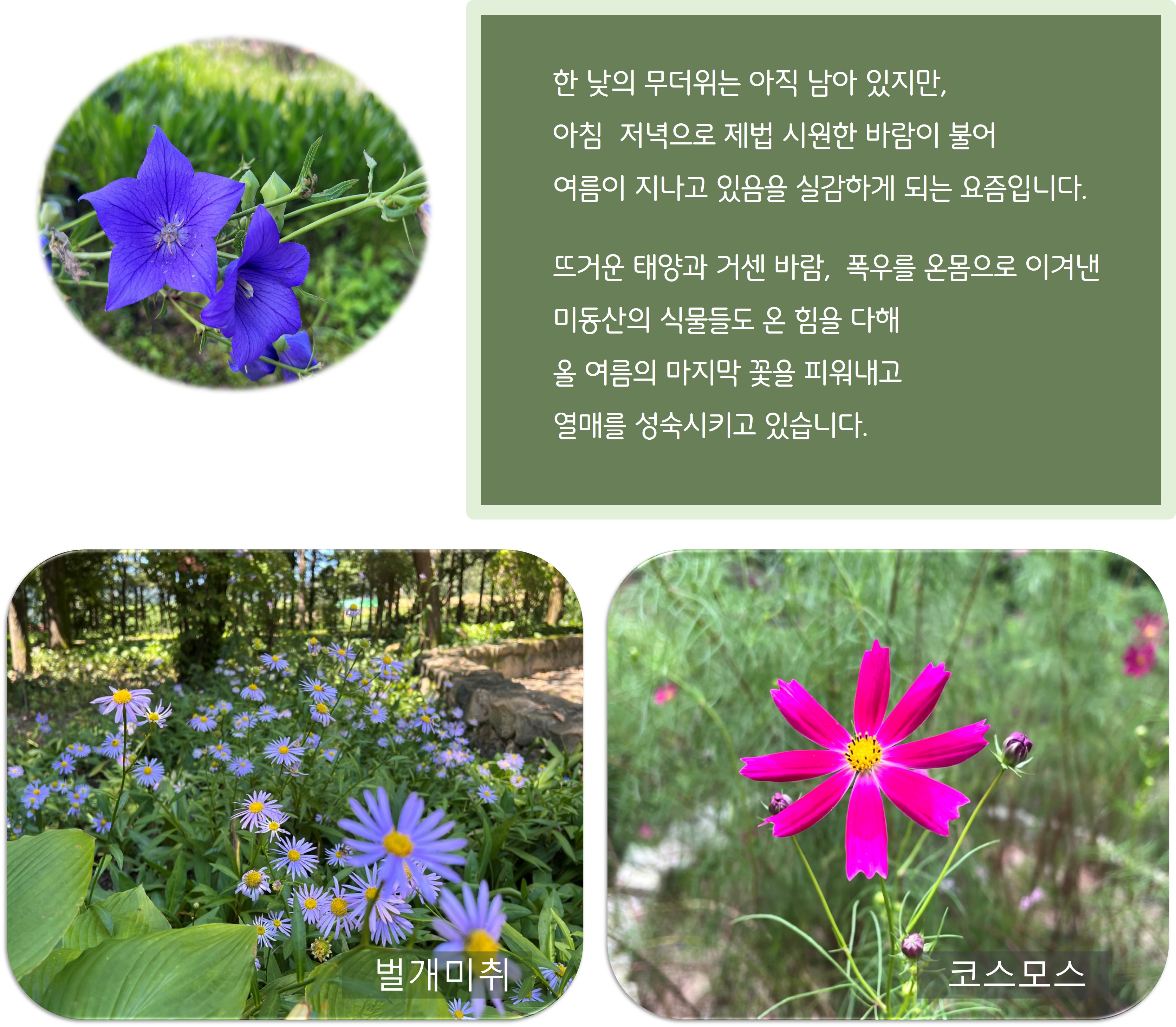 여름의 끝자락 미동산 수목원 이미지2