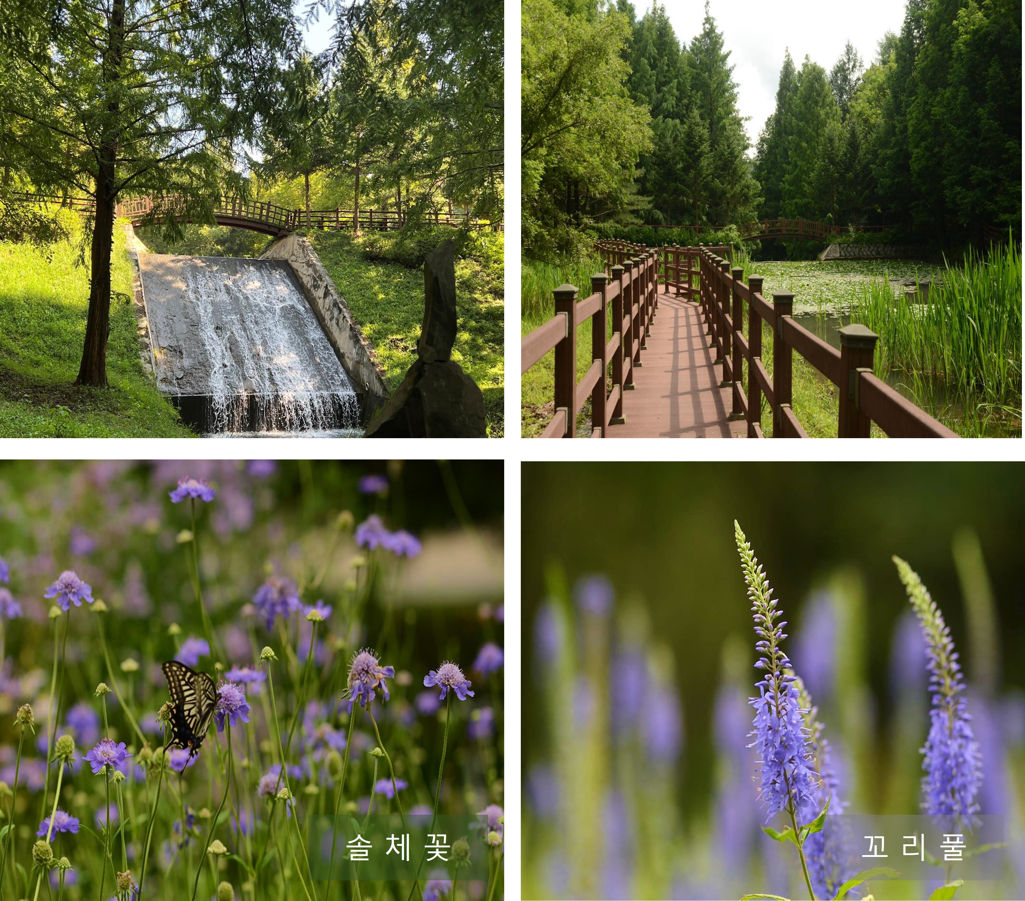 여름의 끝자락 미동산 수목원 이미지3