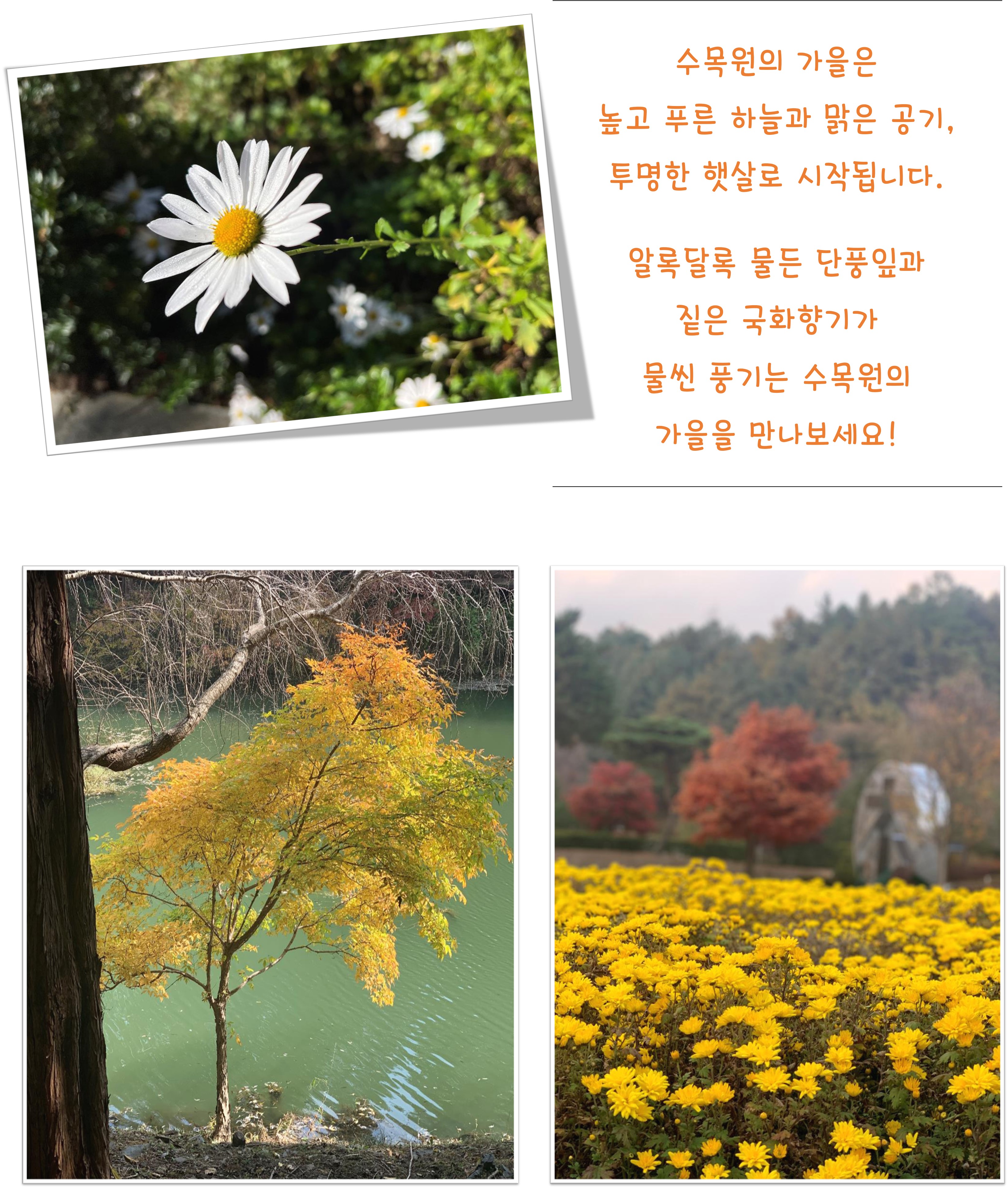 국화향기 가득한 시월의 미동산 수목원 이미지2