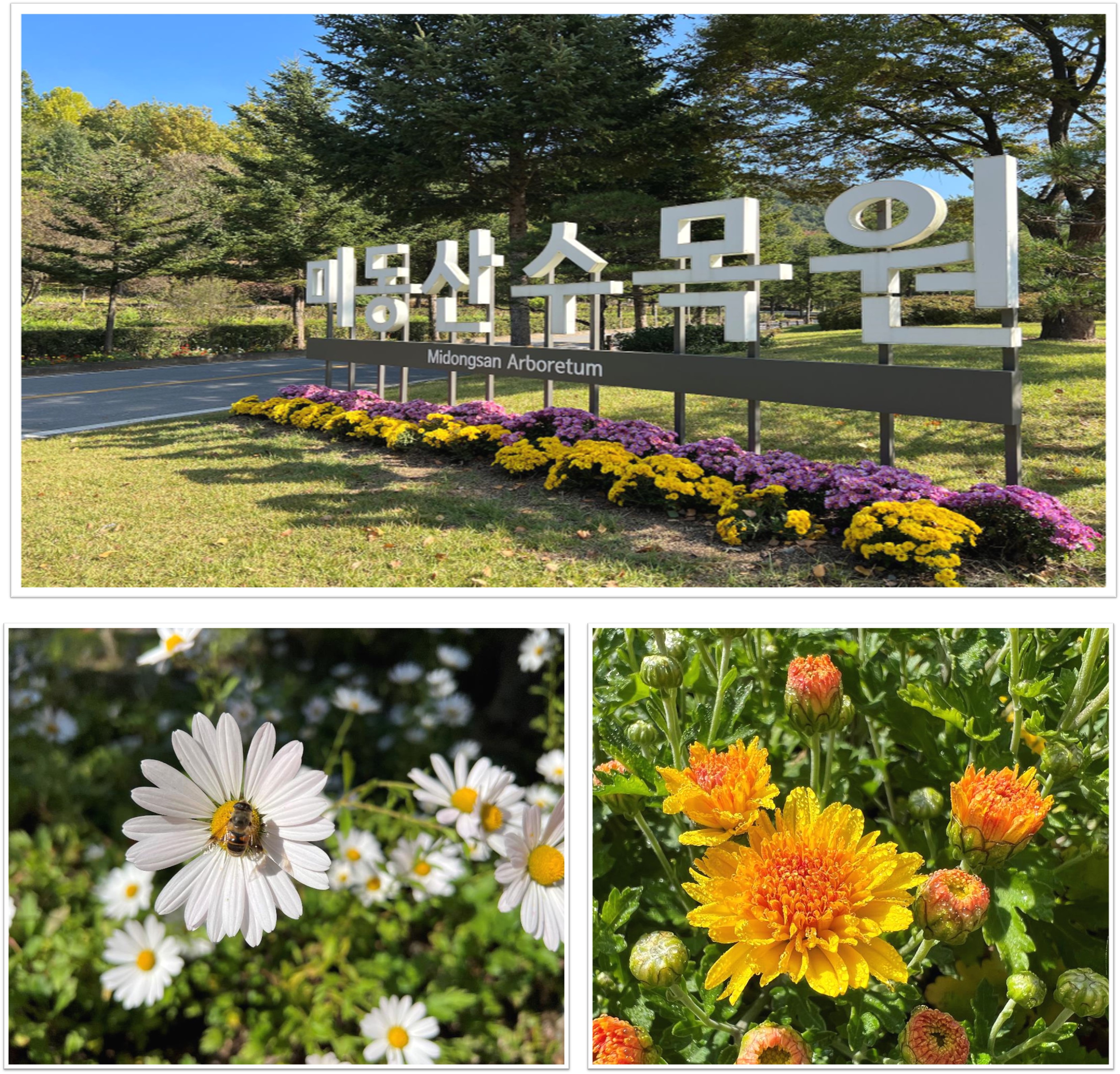 국화향기 가득한 시월의 미동산 수목원 이미지3