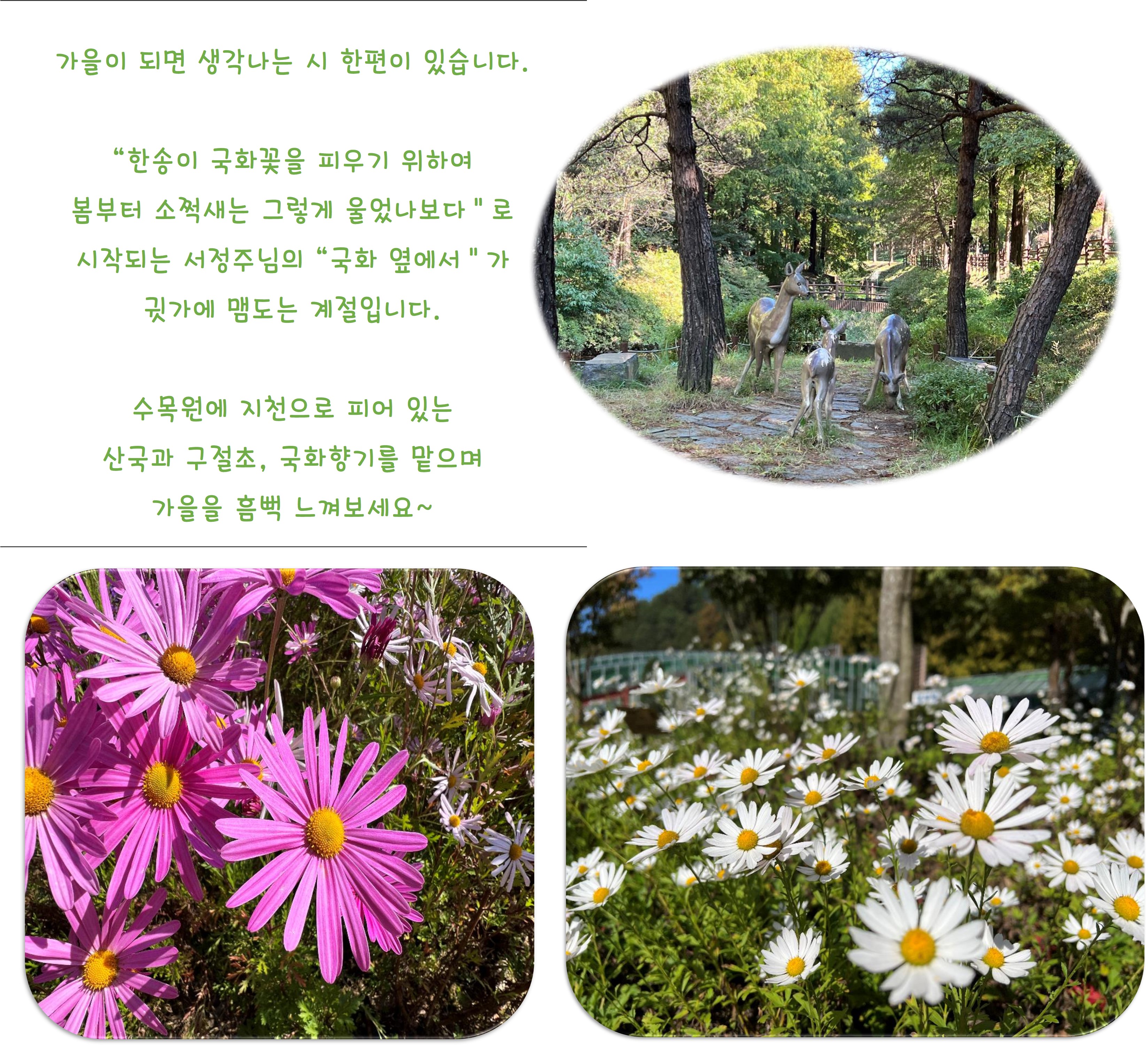 국화향기 가득한 시월의 미동산 수목원 이미지4