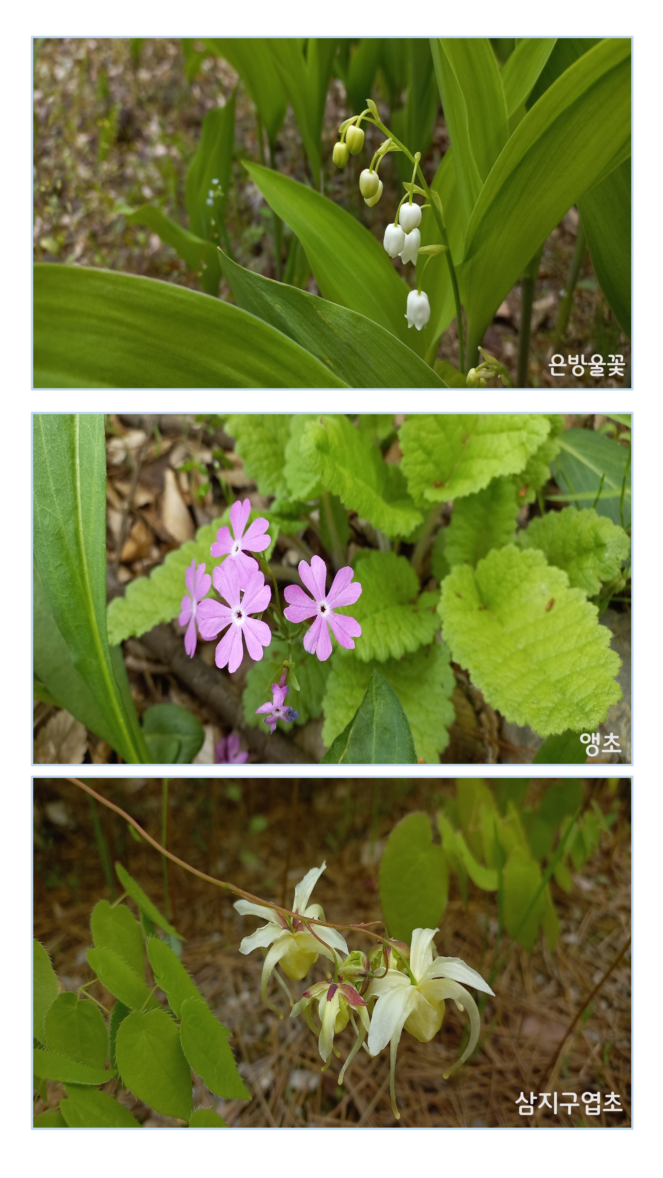 5월의 꽃편지 나무이야기 이미지2