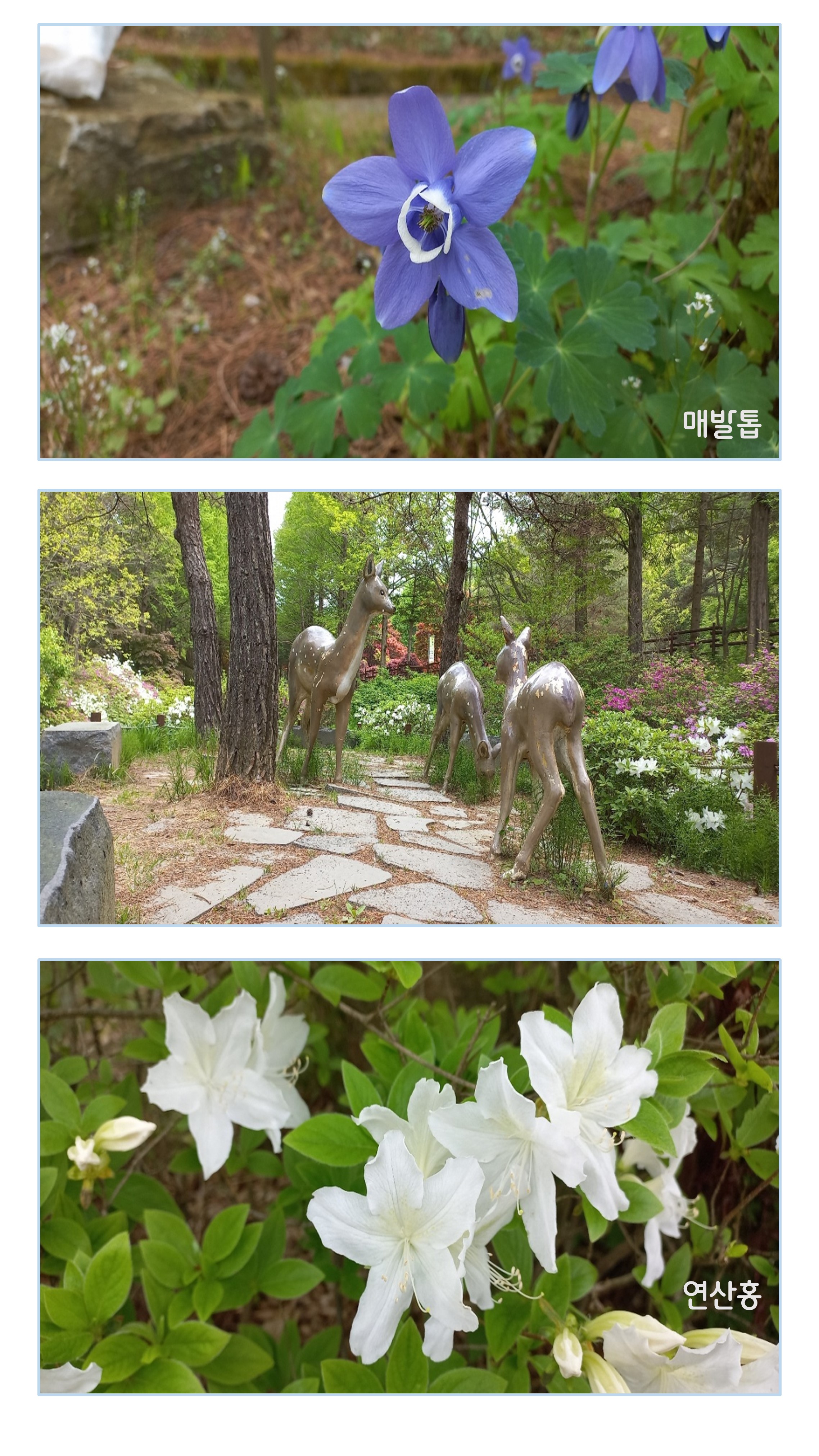 5월의 꽃편지 나무이야기 이미지3