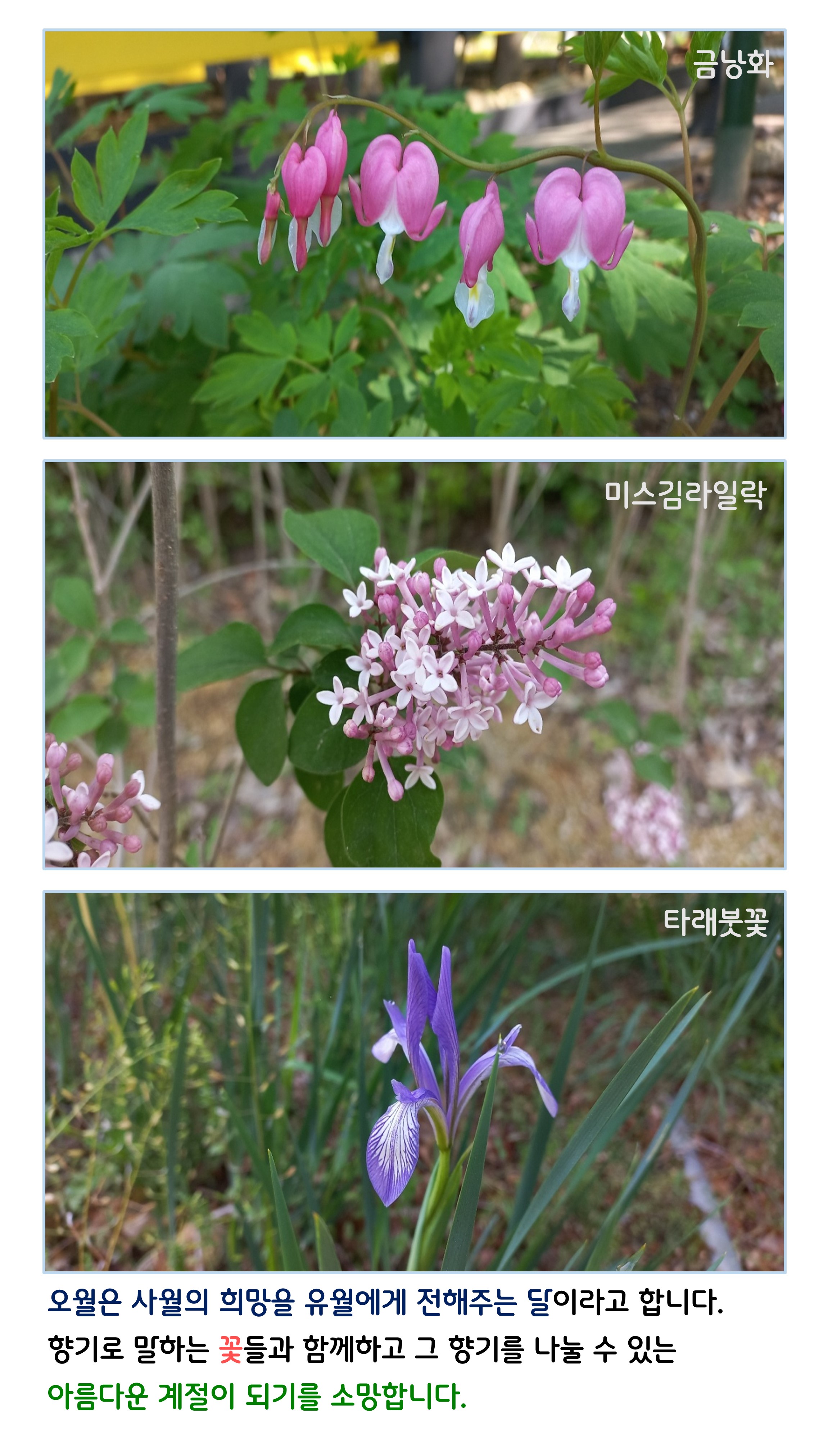 5월의 꽃편지 나무이야기 이미지4