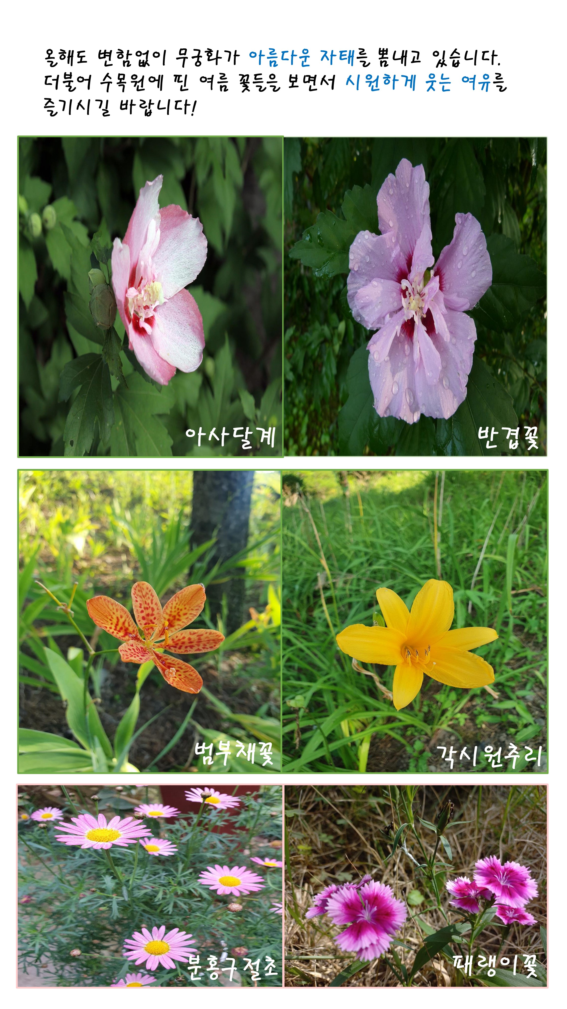 8월의 꽃편지 나무이야기 이미지3