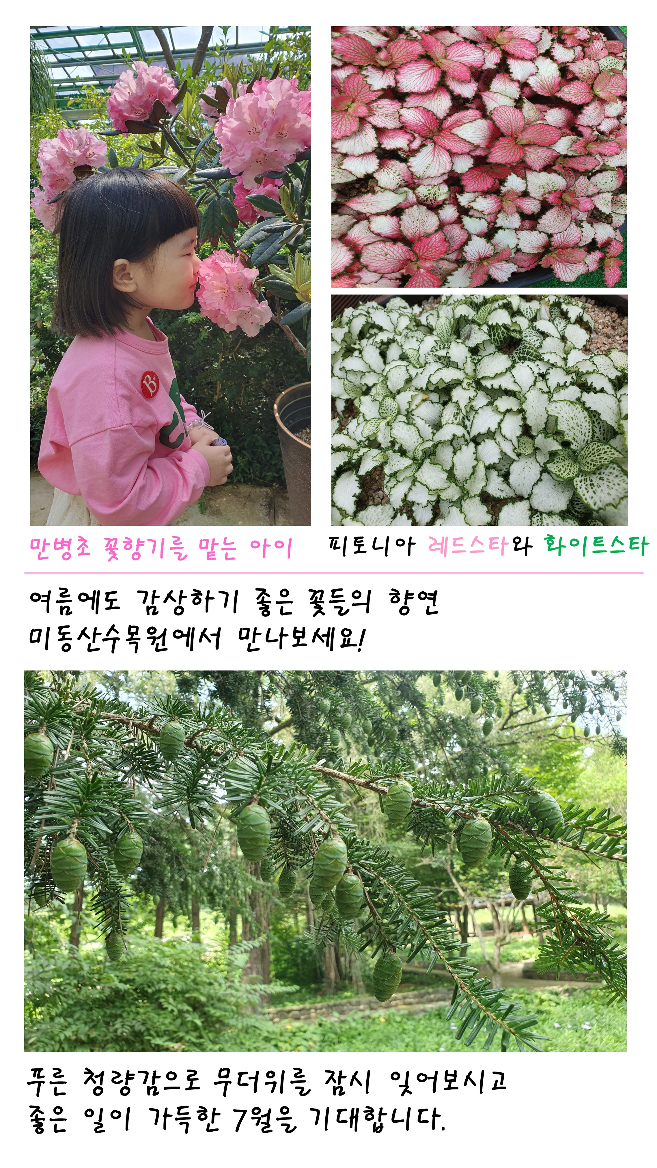 7월의 꽃편지 나무이야기 이미지2