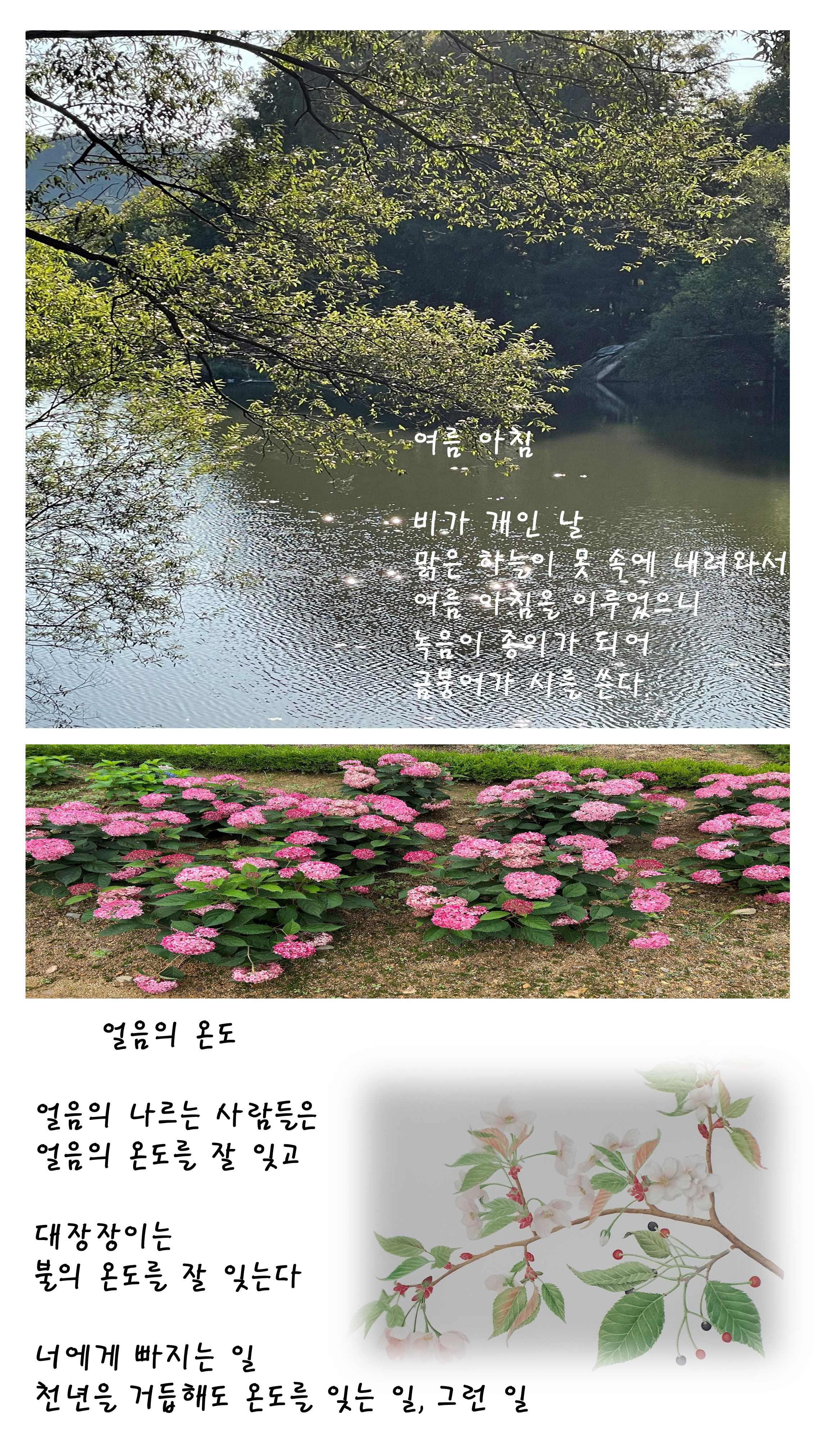 7월의 꽃편지 나무이야기 이미지3