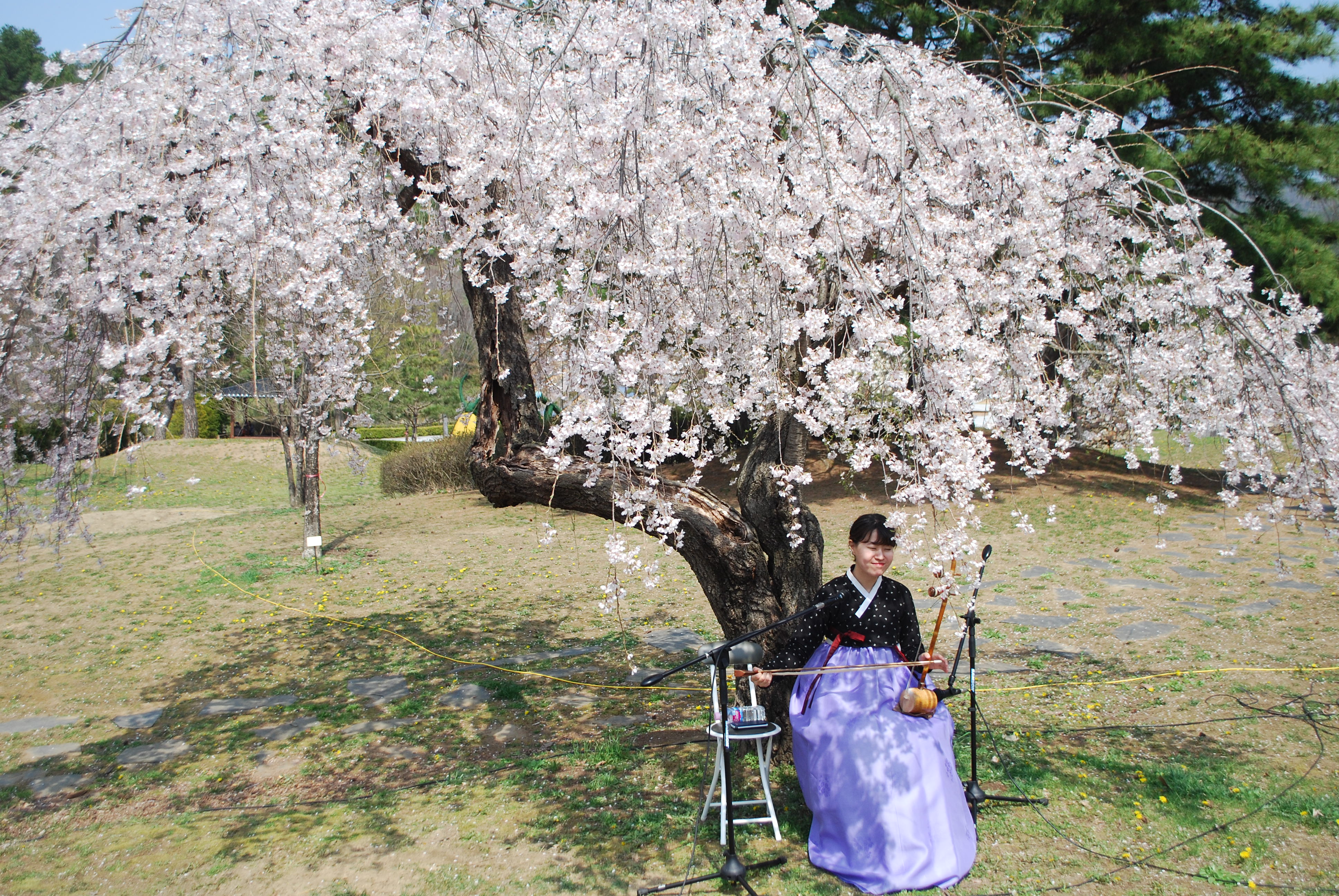 미동산수목원 숲속 버스킹(4.20.) / 해금연주자 은한 이미지2