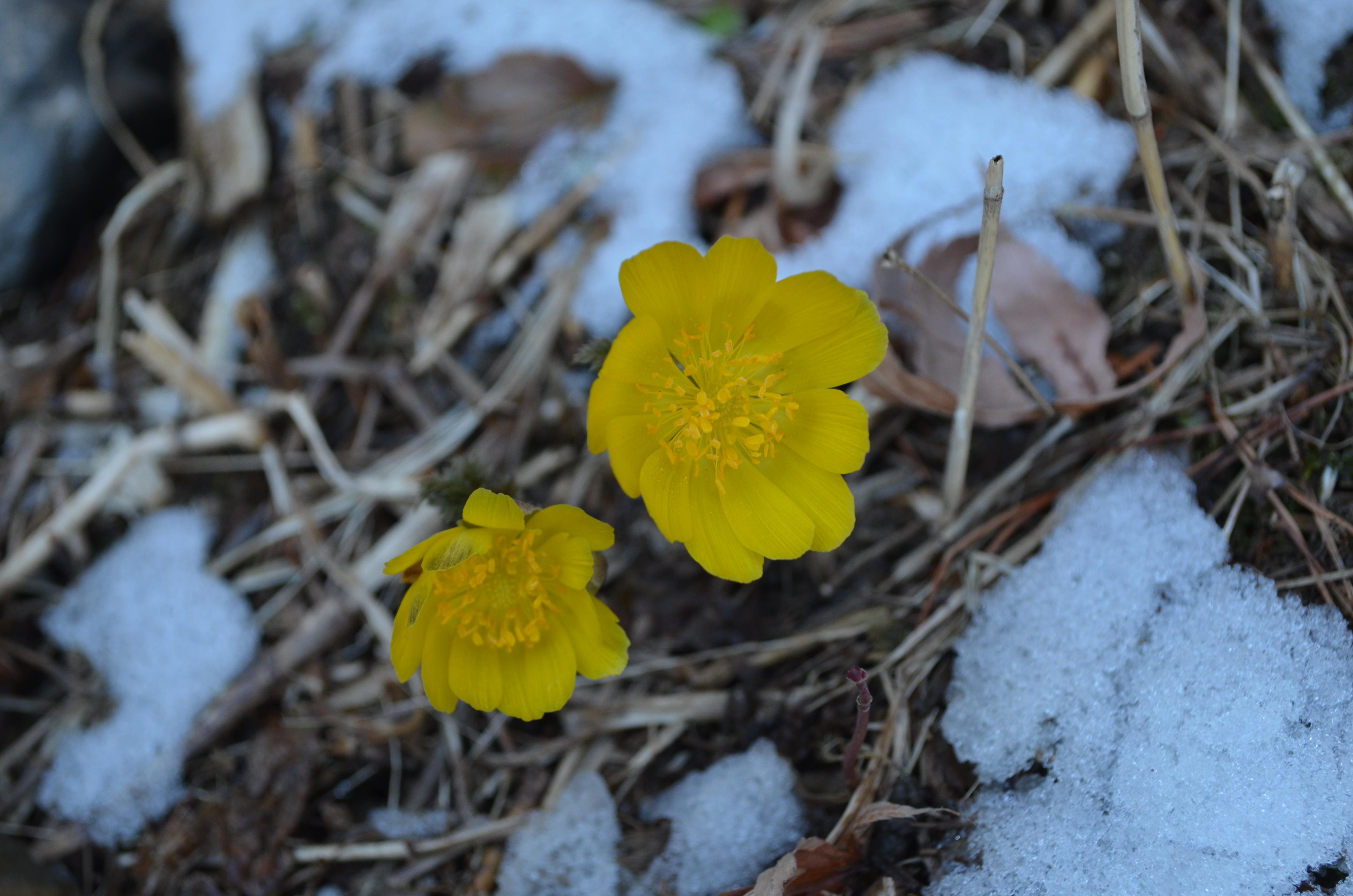 복수초(미나리아재비과) 이미지2