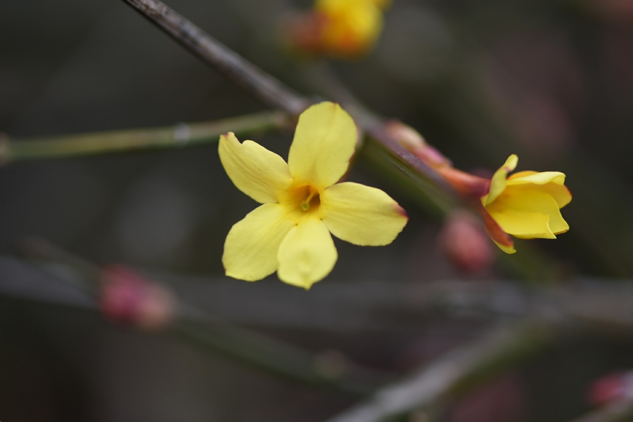 영춘화(물푸레나무과), 매화(장미과) 이미지5