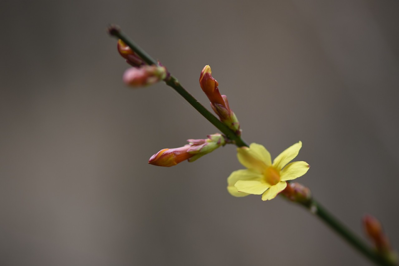 영춘화(물푸레나무과), 매화(장미과) 이미지4