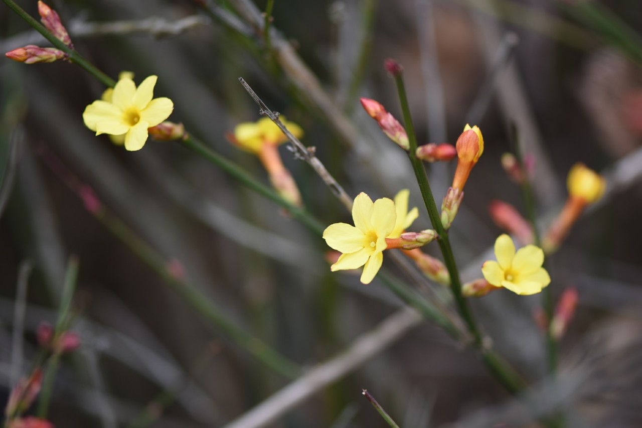 영춘화(물푸레나무과), 매화(장미과) 이미지3