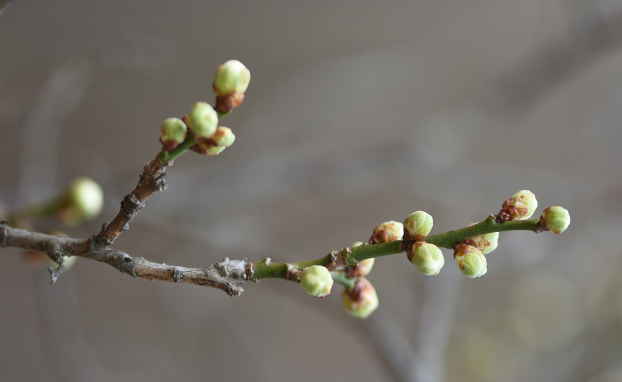 영춘화(물푸레나무과), 매화(장미과) 이미지2