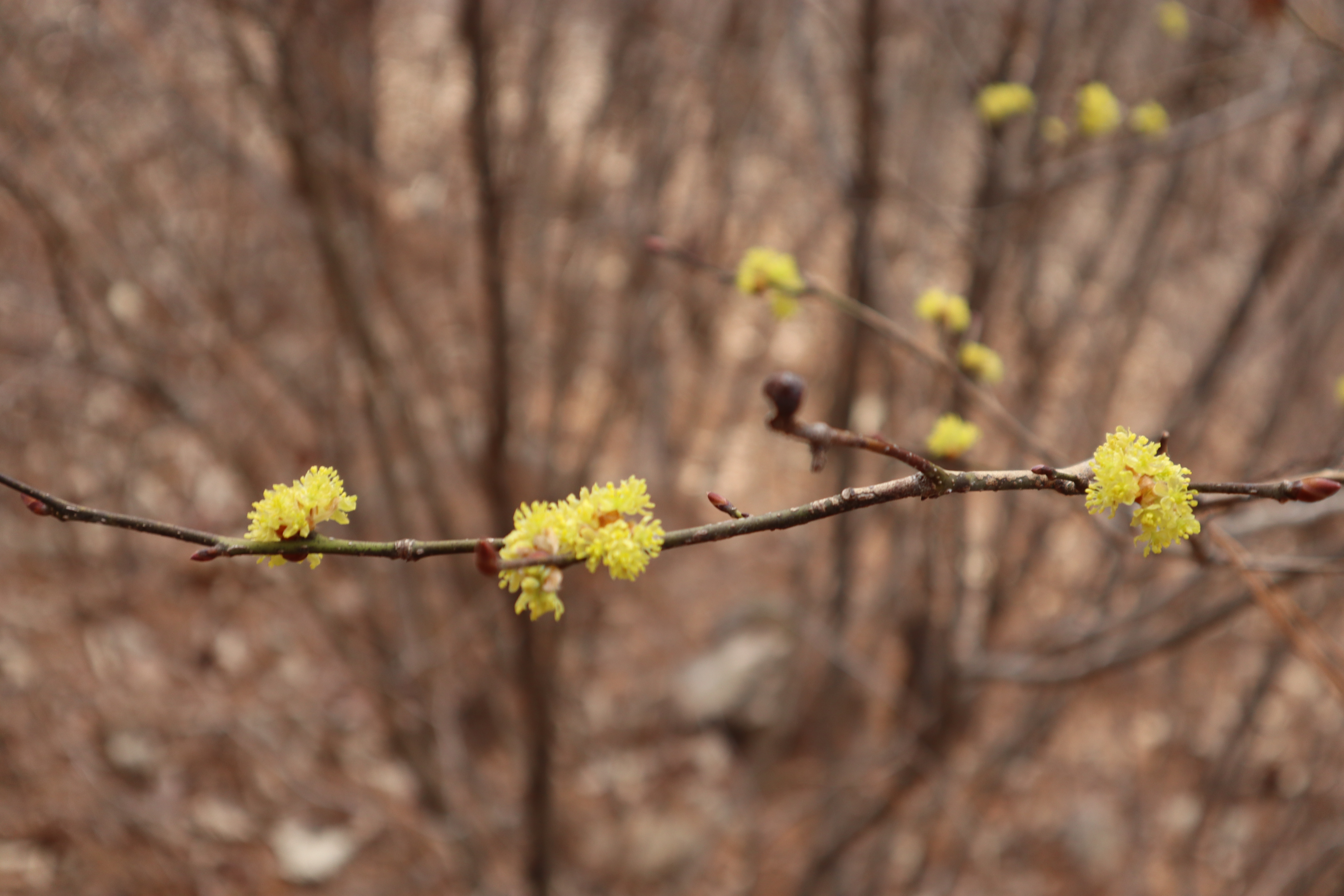 생강나무(녹나무과) 이미지3