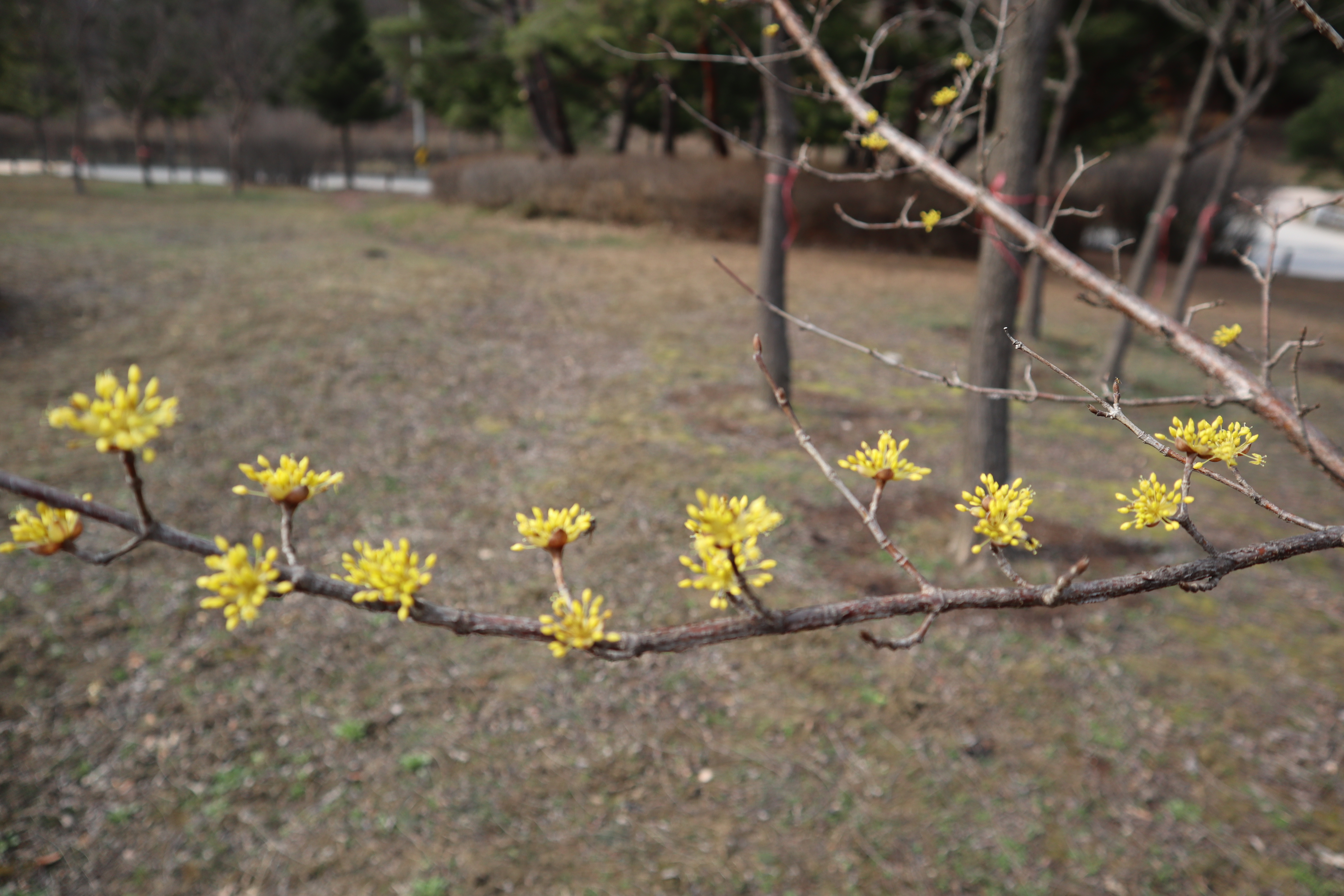 산수유(층층나무과) 이미지2
