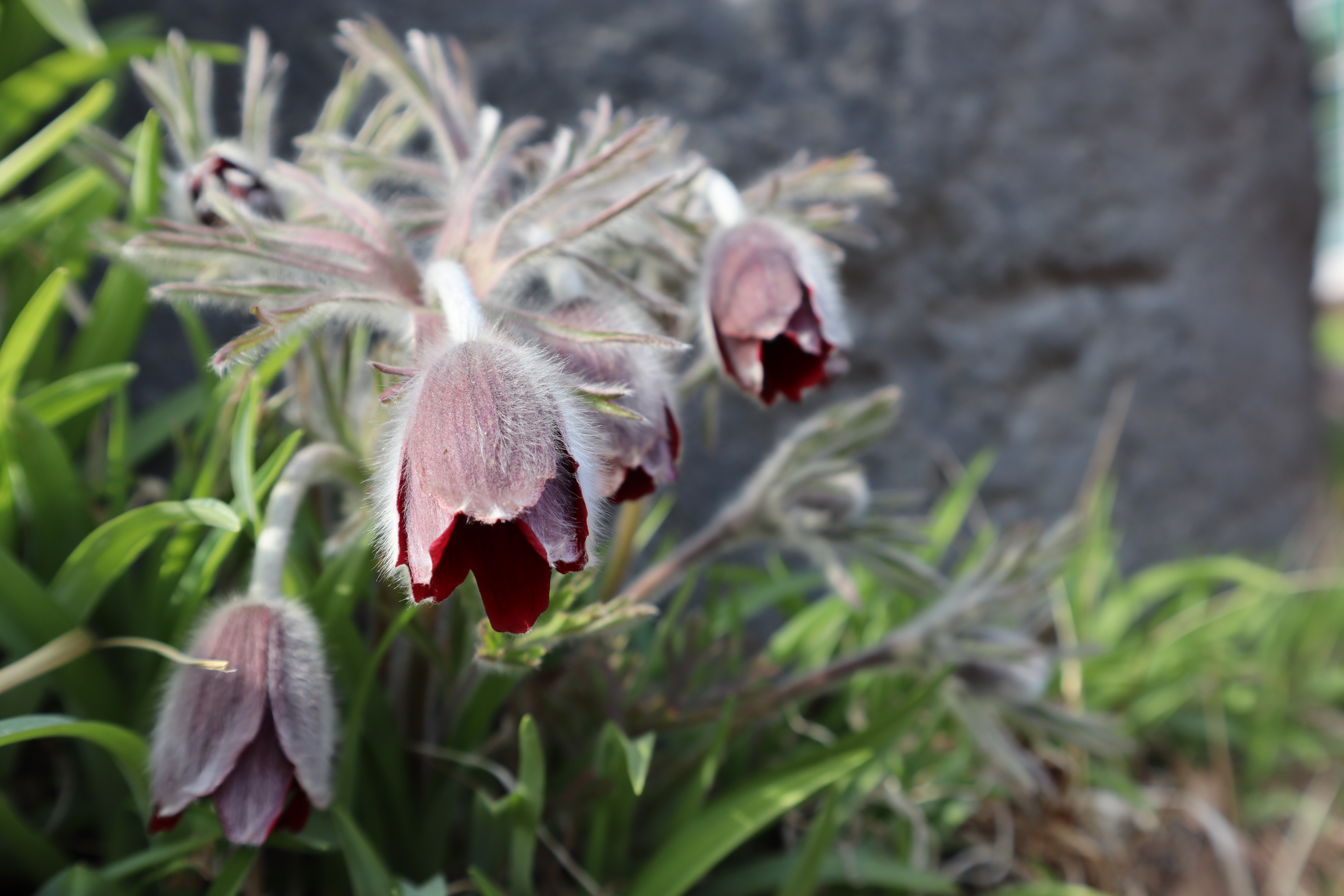 할미꽃(미나리아재비과) 이미지2