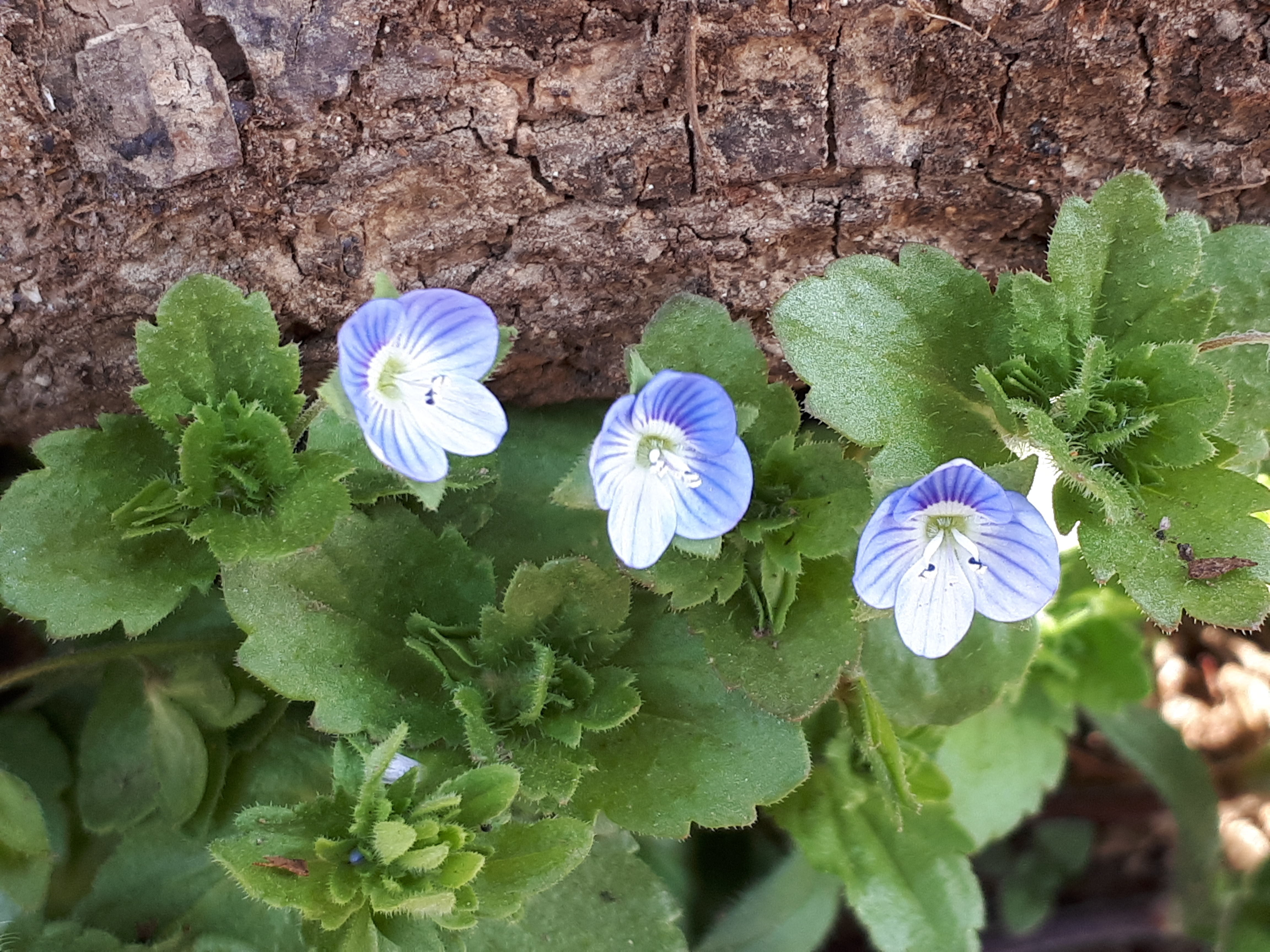 개불알풀(현삼과) 이미지2