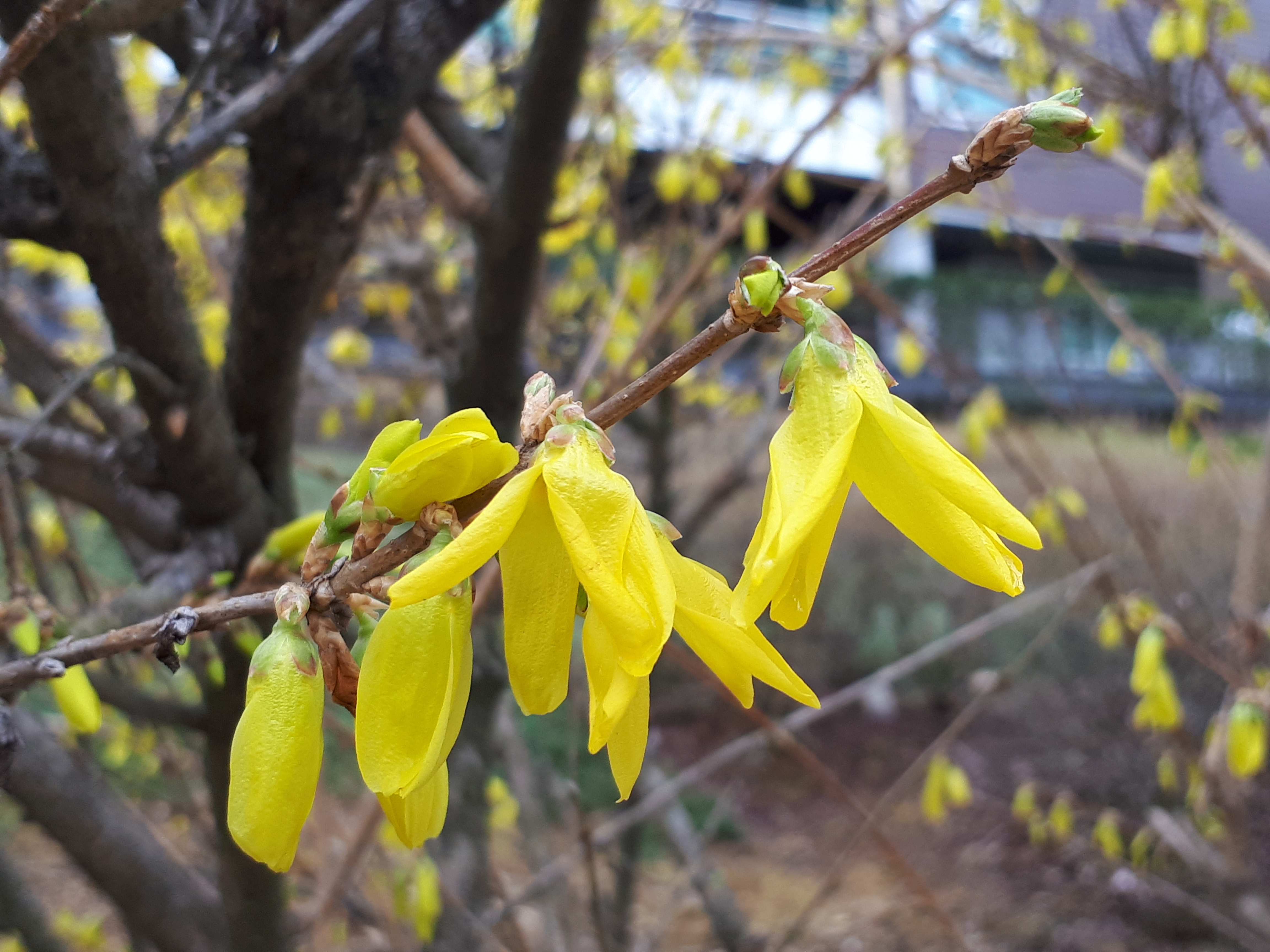 개나리(물푸레나무과) 이미지2