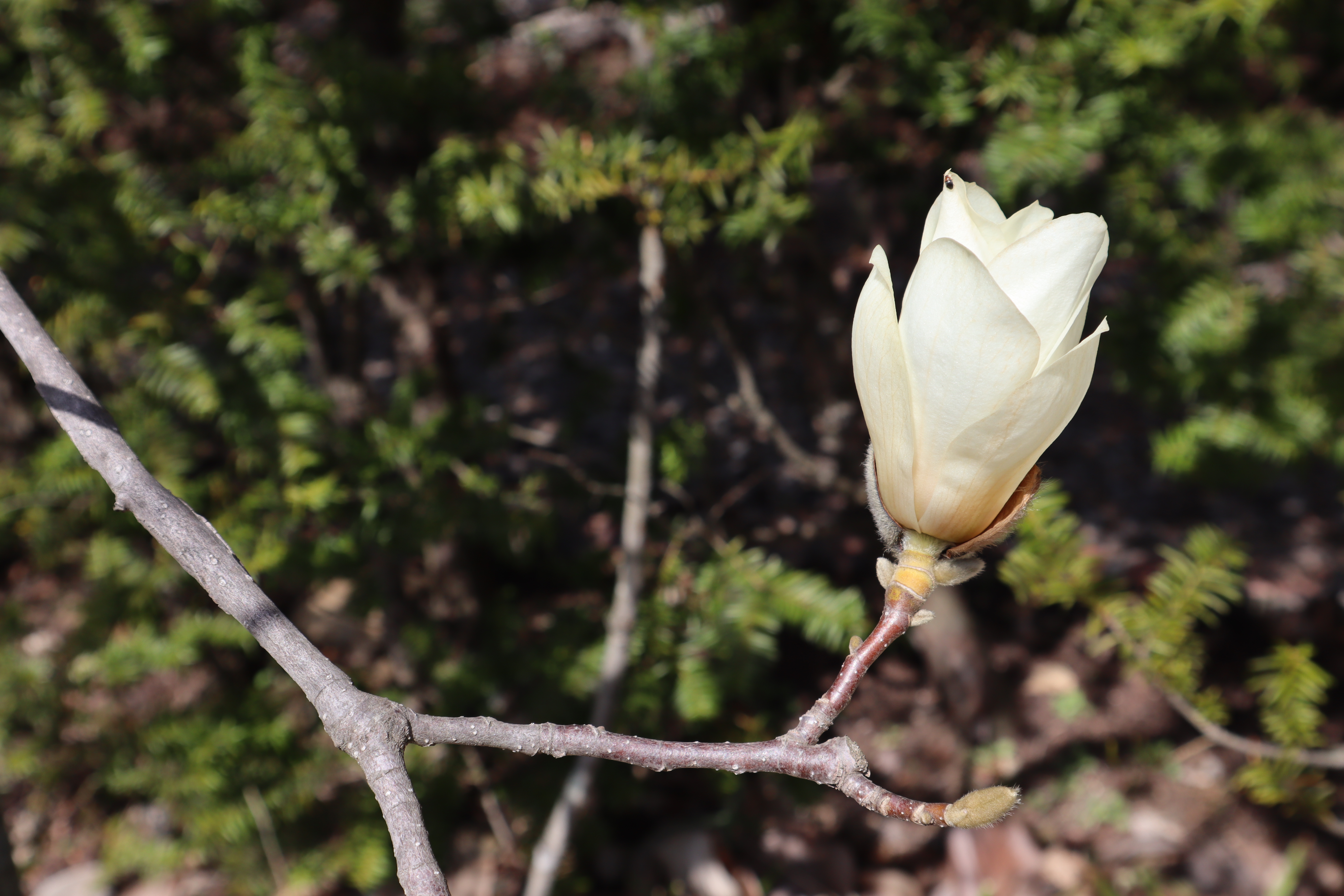 목련, 백목련(목련과) 이미지2