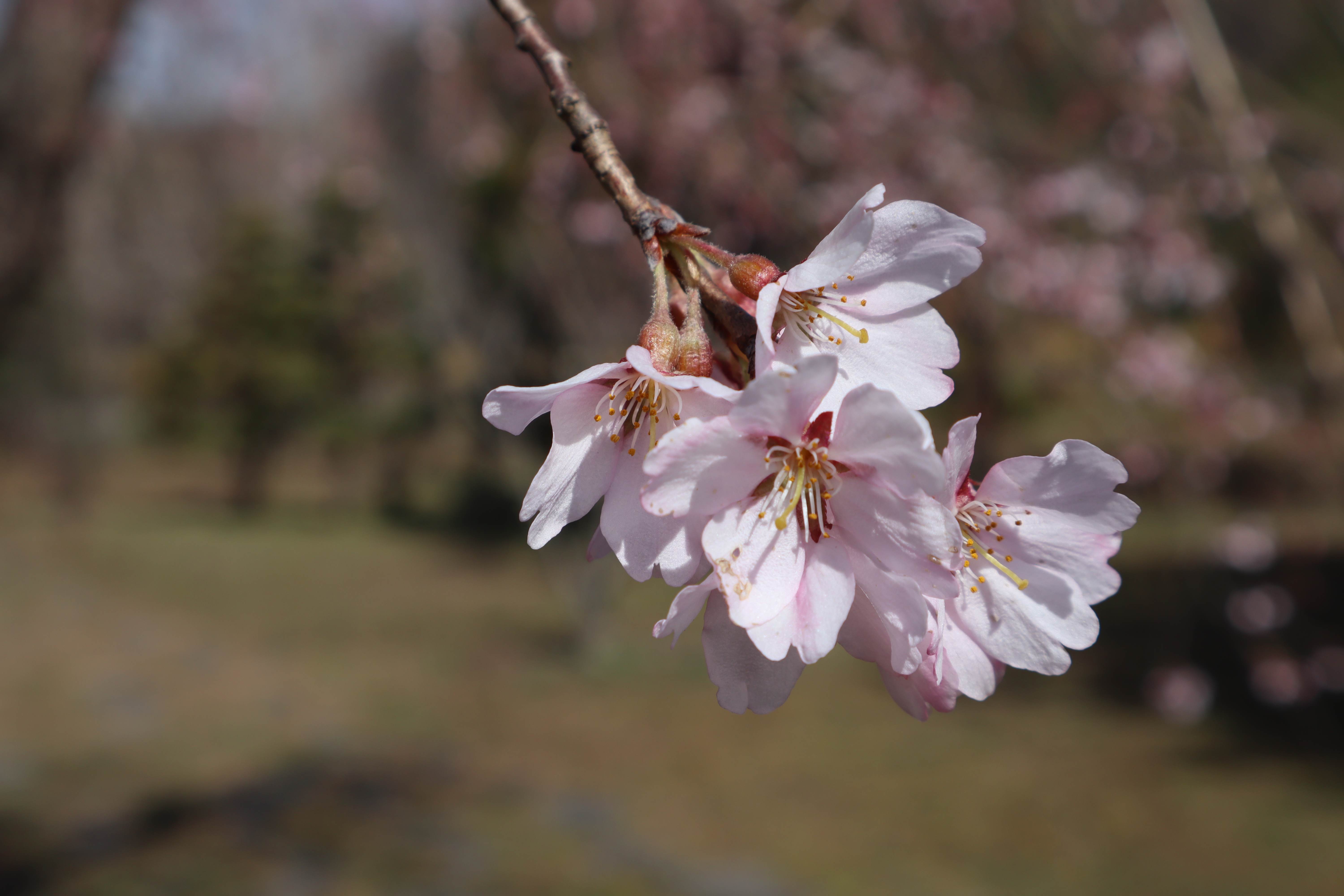 수양벚나무(장미과) 이미지3