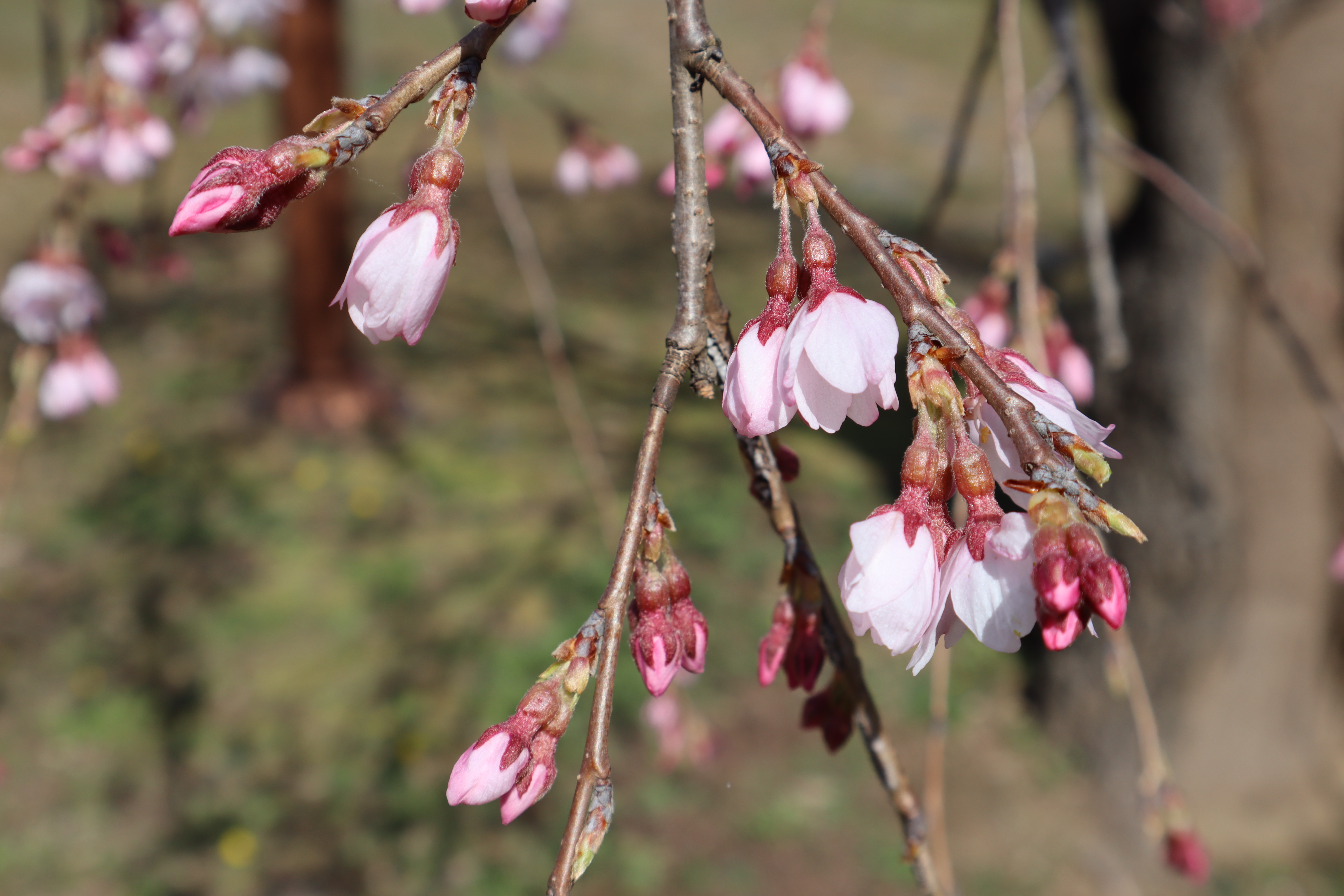 수양벚나무(장미과) 이미지2