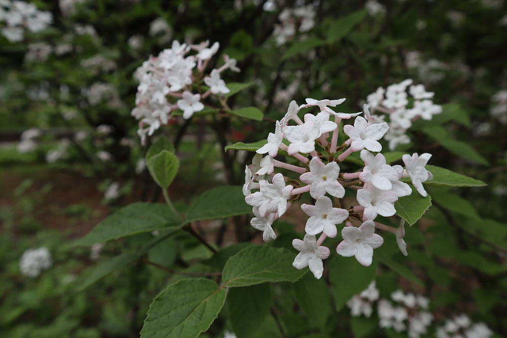 분꽃나무(인동과) 이미지3