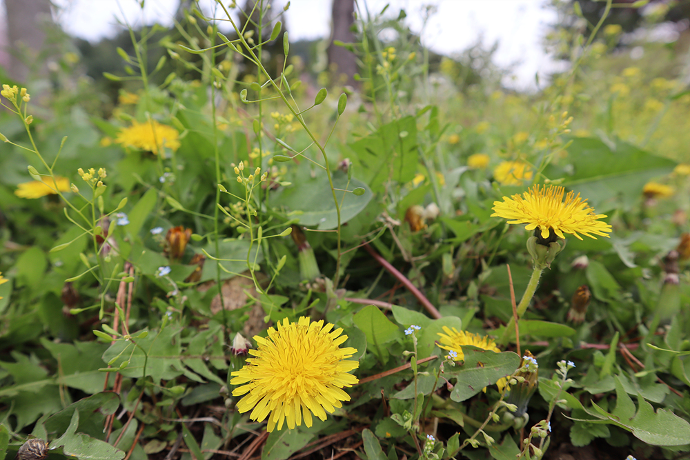 서양민들레(국화과) 이미지2