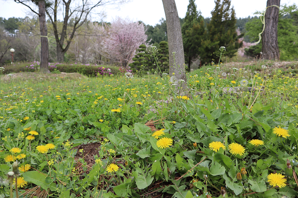 서양민들레(국화과) 이미지3