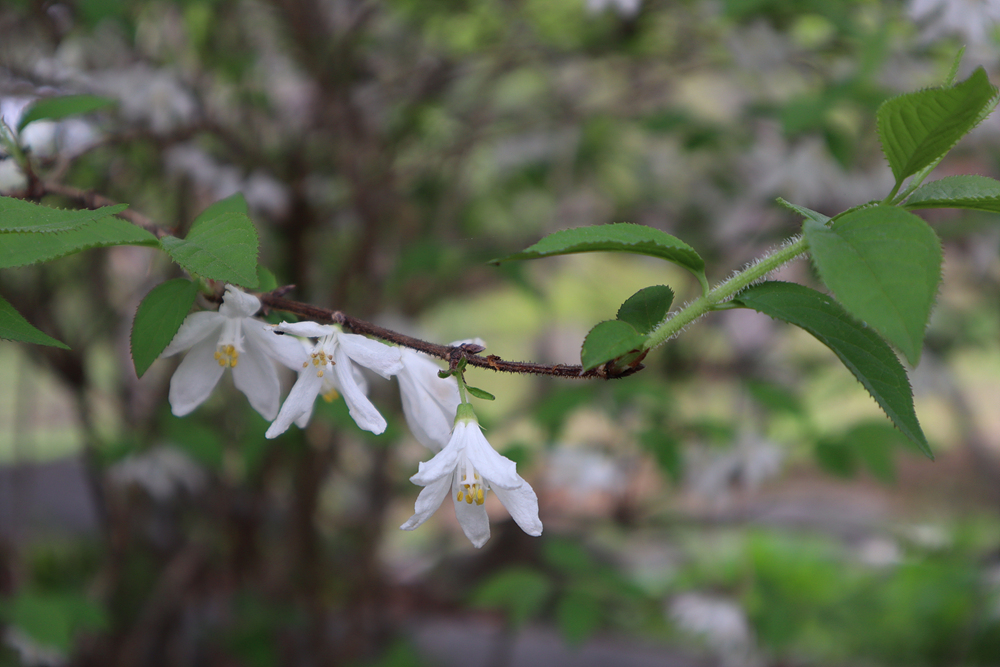 매화말발도리(범의귀과) 이미지2