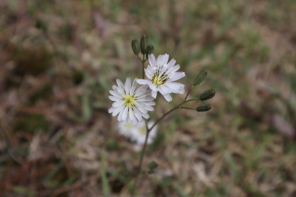 흰씀바귀(국화과) 이미지3