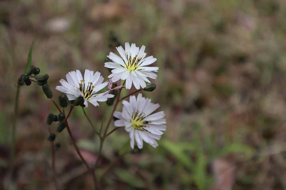 흰씀바귀(국화과) 이미지2