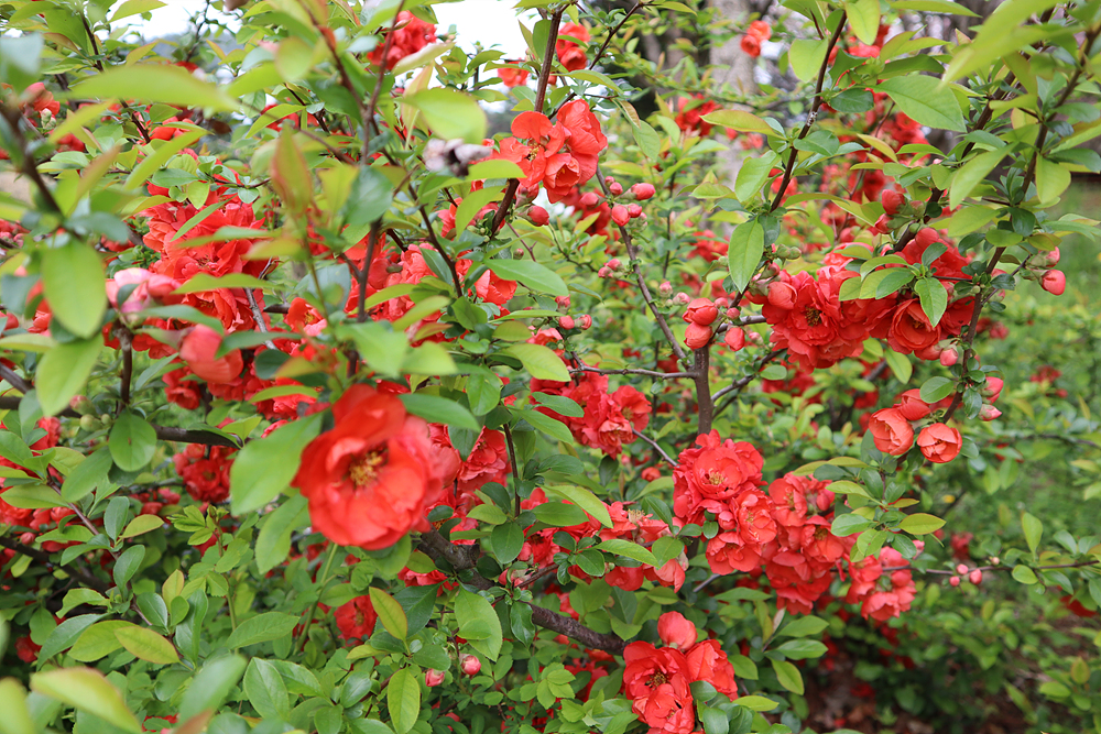 명자나무(장미과) 이미지2