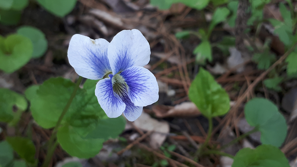 종지나물(제비꽃과) 이미지3