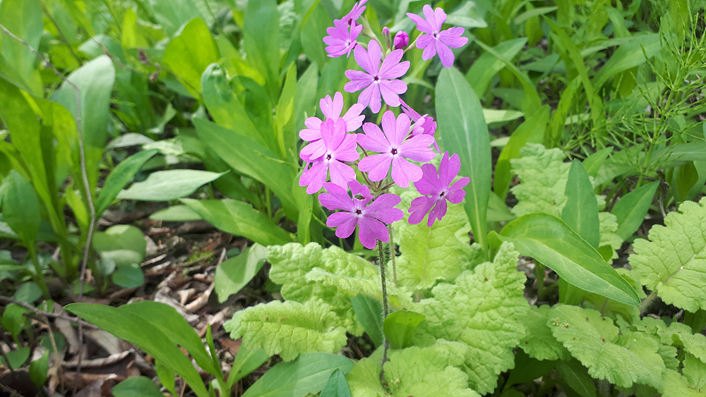 앵초(앵초과) 이미지3