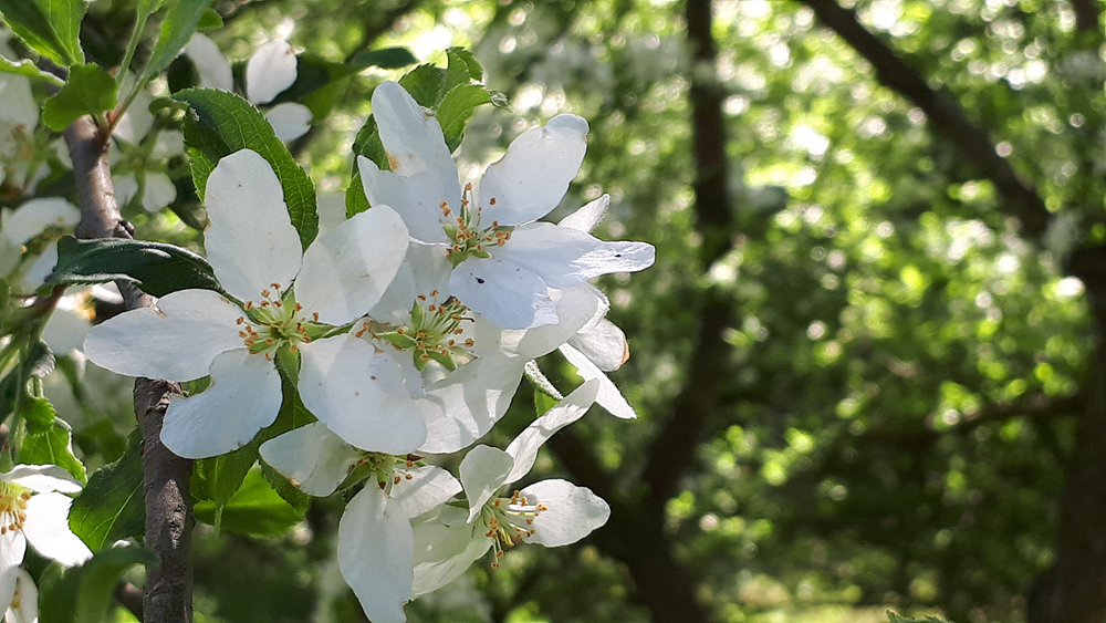 콩배나무(장미과) 이미지2