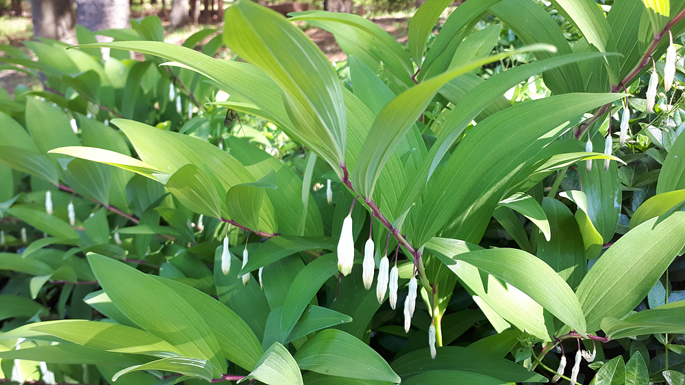 둥굴레(백합과) 이미지2