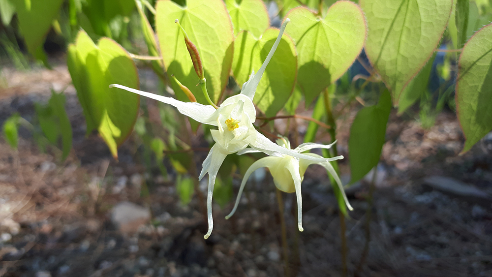 삼지구엽초(매자나무과) 이미지2