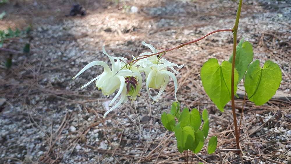 삼지구엽초(매자나무과) 이미지3