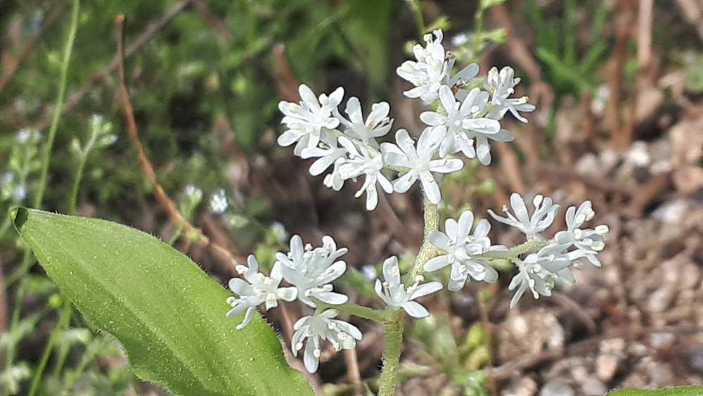 풀솜대(백합과) 이미지3