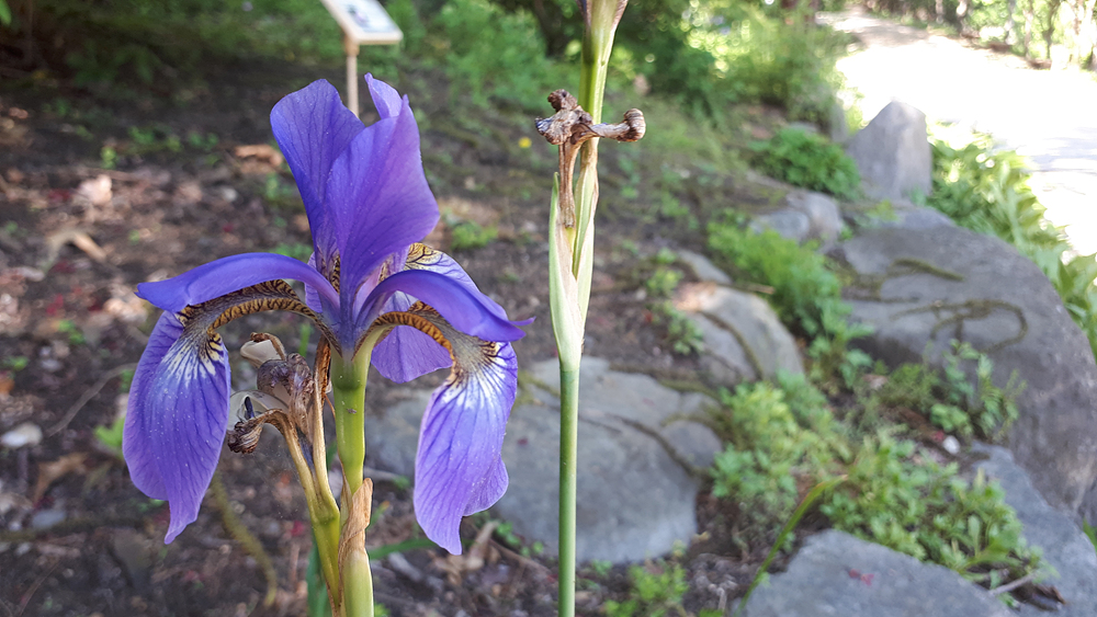 붓꽃(붓꽃과) 이미지4