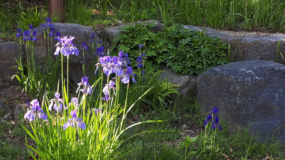 붓꽃(붓꽃과) 이미지3