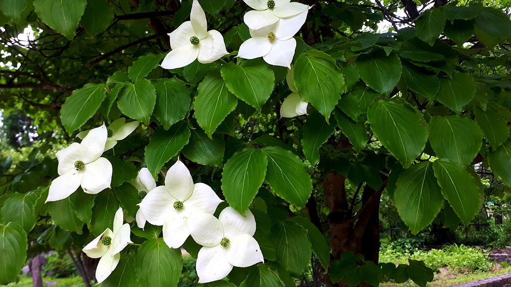 산딸나무(층층나무과) 이미지2