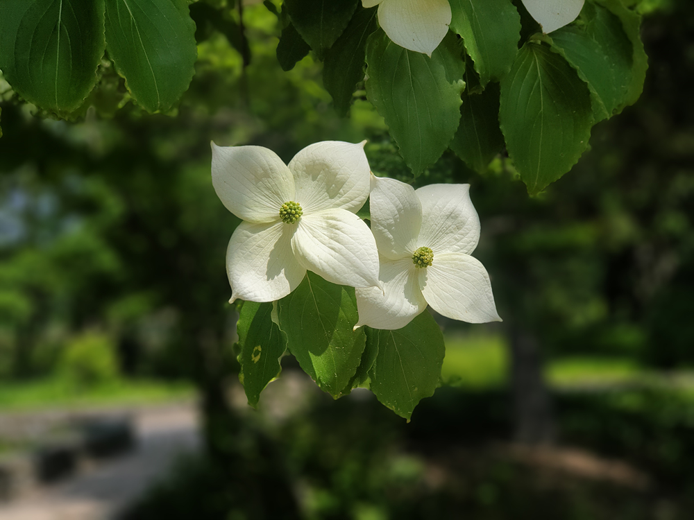 산딸나무(층층나무과) 이미지4